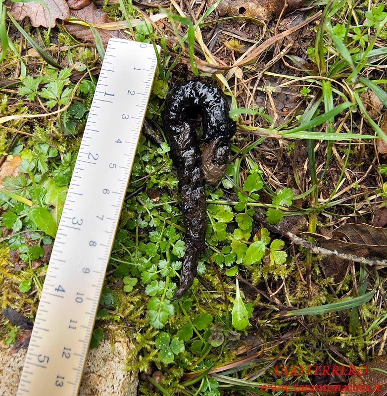 Fatte nel bosco: di chi sono ?